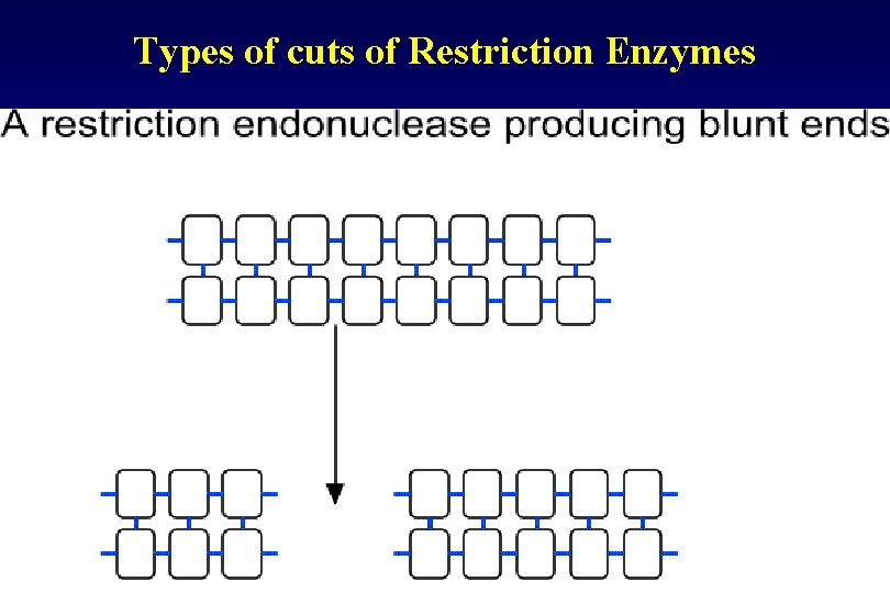 Types of cuts of Restriction Enzymes 