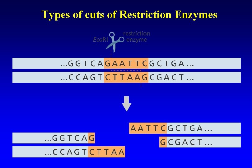 Types of cuts of Restriction Enzymes 