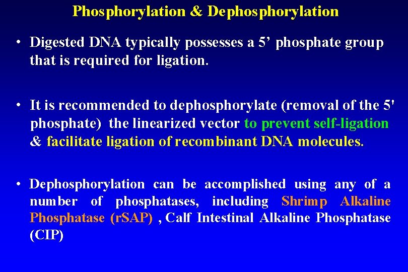 Phosphorylation & Dephosphorylation • Digested DNA typically possesses a 5’ phosphate group that is