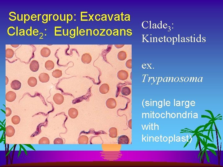 Supergroup: Excavata Clade 3: Clade 2: Euglenozoans Kinetoplastids ex. Trypanosoma (single large mitochondria with