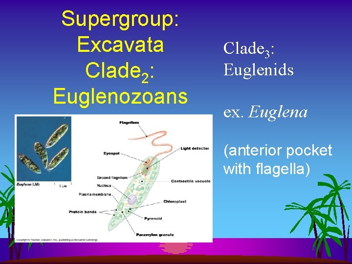 Supergroup: Excavata Clade 2: Euglenozoans Clade 3: Euglenids ex. Euglena (anterior pocket with flagella)