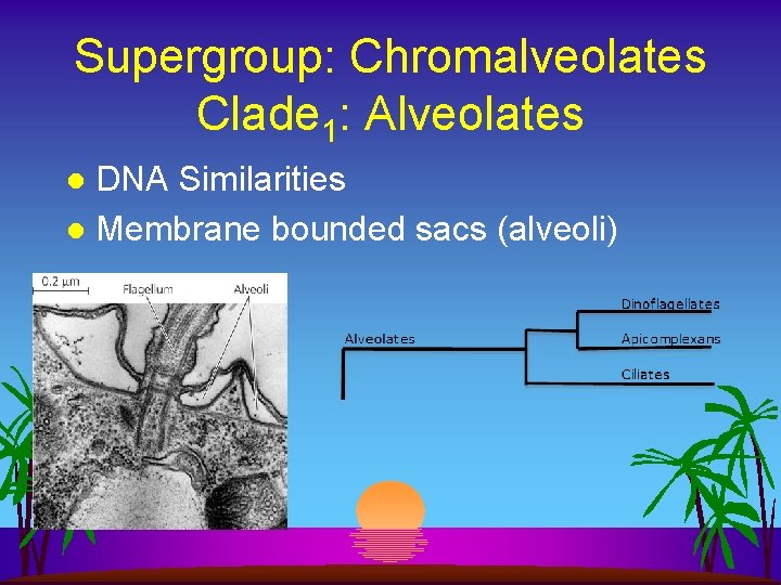 Supergroup: Chromalveolates Clade 1: Alveolates DNA Similarities l Membrane bounded sacs (alveoli) l 