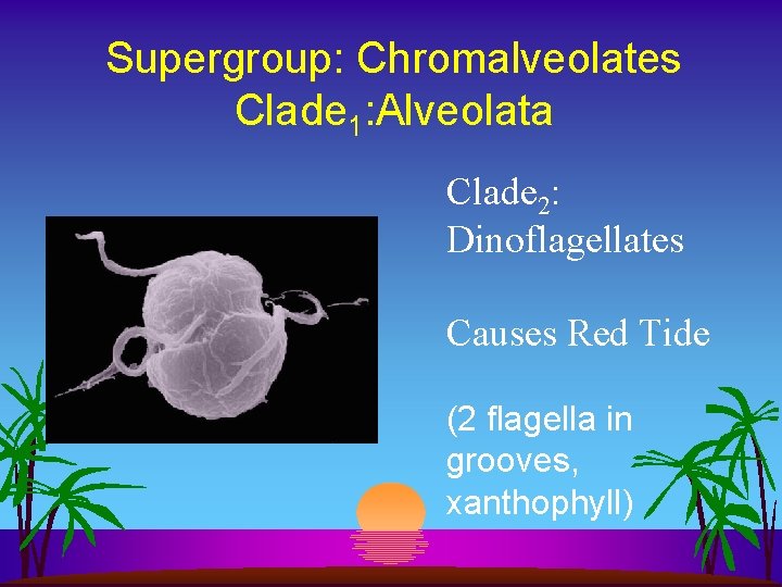 Supergroup: Chromalveolates Clade 1: Alveolata Clade 2: Dinoflagellates Causes Red Tide (2 flagella in