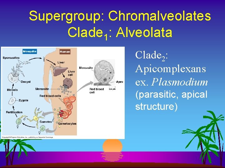 Supergroup: Chromalveolates Clade 1: Alveolata Clade 2: Apicomplexans ex. Plasmodium (parasitic, apical structure) 