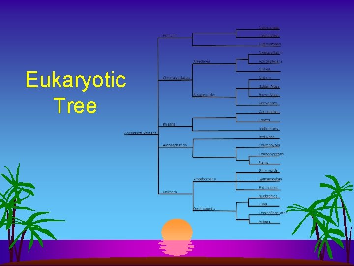 Eukaryotic Tree 