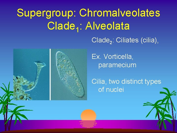 Supergroup: Chromalveolates Clade 1: Alveolata Clade 2: Ciliates (cilia), Ex. Vorticella, paramecium Cilia, two