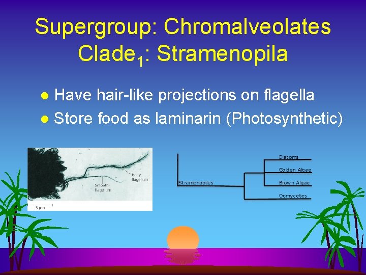 Supergroup: Chromalveolates Clade 1: Stramenopila Have hair-like projections on flagella l Store food as