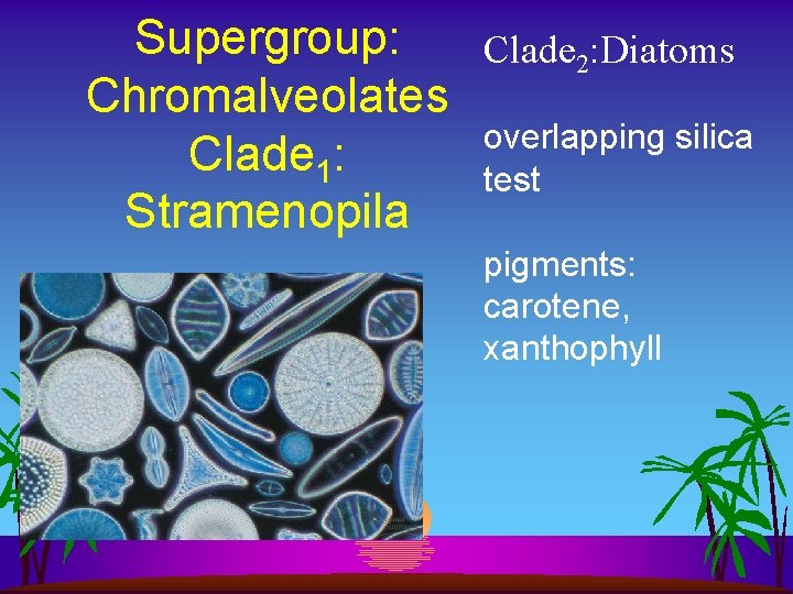 Supergroup: Clade 2: Diatoms Chromalveolates overlapping silica Clade 1: test Stramenopila pigments: carotene, xanthophyll