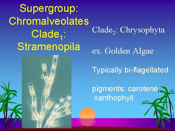 Supergroup: Chromalveolates Clade 2: Chrysophyta Clade 1: Stramenopila ex. Golden Algae Typically bi-flagellated pigments:
