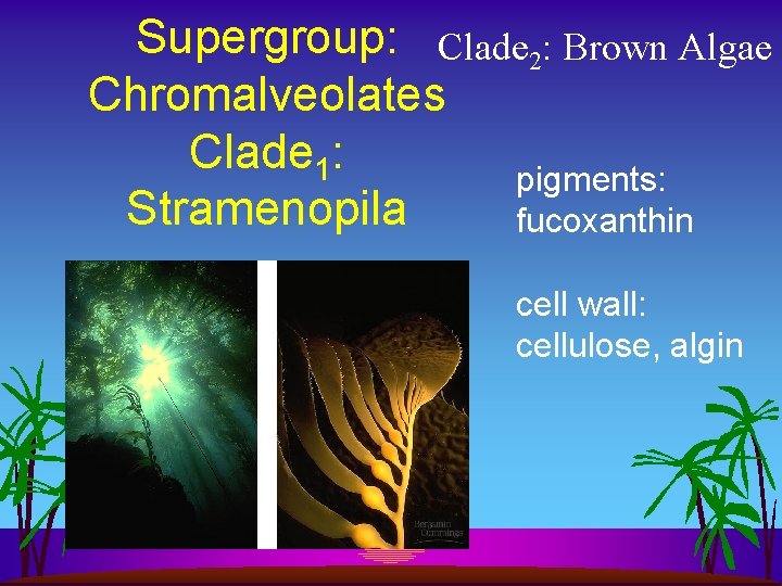 Supergroup: Clade 2: Brown Algae Chromalveolates Clade 1: pigments: Stramenopila fucoxanthin cell wall: cellulose,