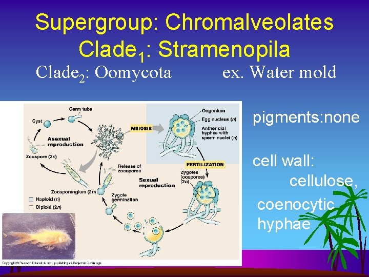Supergroup: Chromalveolates Clade 1: Stramenopila Clade 2: Oomycota ex. Water mold pigments: none cell