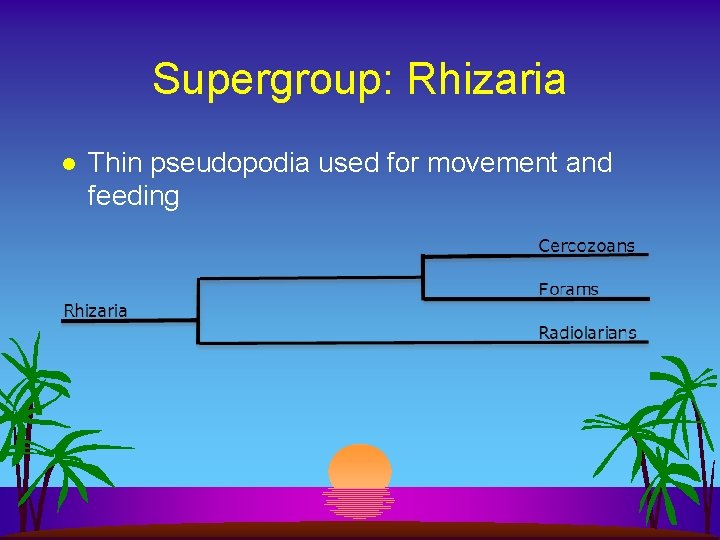 Supergroup: Rhizaria l Thin pseudopodia used for movement and feeding 