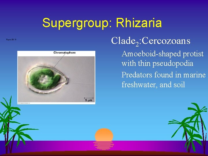 Supergroup: Rhizaria Clade 2: Cercozoans Amoeboid-shaped protist with thin pseudopodia Predators found in marine