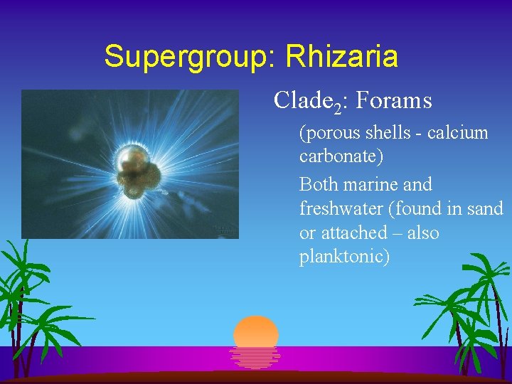 Supergroup: Rhizaria Clade 2: Forams (porous shells - calcium carbonate) Both marine and freshwater