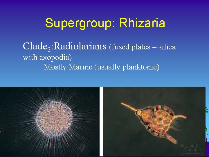 Supergroup: Rhizaria Clade 2: Radiolarians (fused plates – silica with axopodia) Mostly Marine (usually