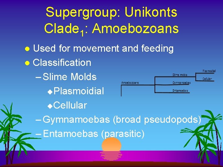 Supergroup: Unikonts Clade 1: Amoebozoans Used for movement and feeding l Classification – Slime