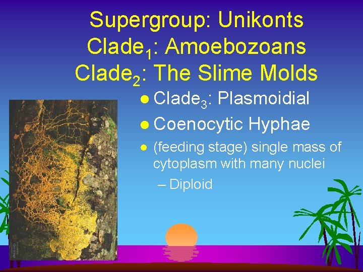 Supergroup: Unikonts Clade 1: Amoebozoans Clade 2: The Slime Molds l Clade 3: Plasmoidial