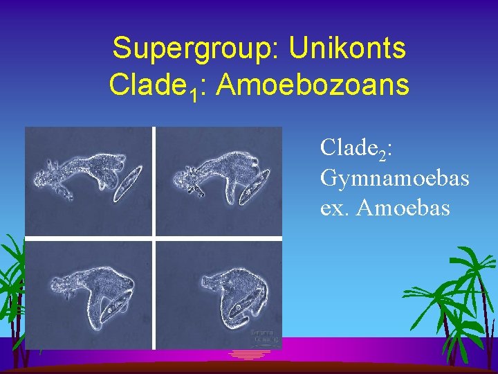 Supergroup: Unikonts Clade 1: Amoebozoans Clade 2: Gymnamoebas ex. Amoebas 