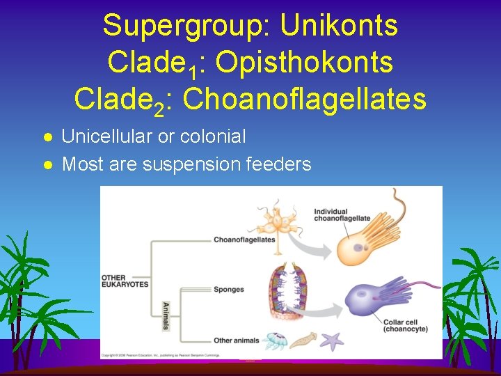 Supergroup: Unikonts Clade 1: Opisthokonts Clade 2: Choanoflagellates l l Unicellular or colonial Most
