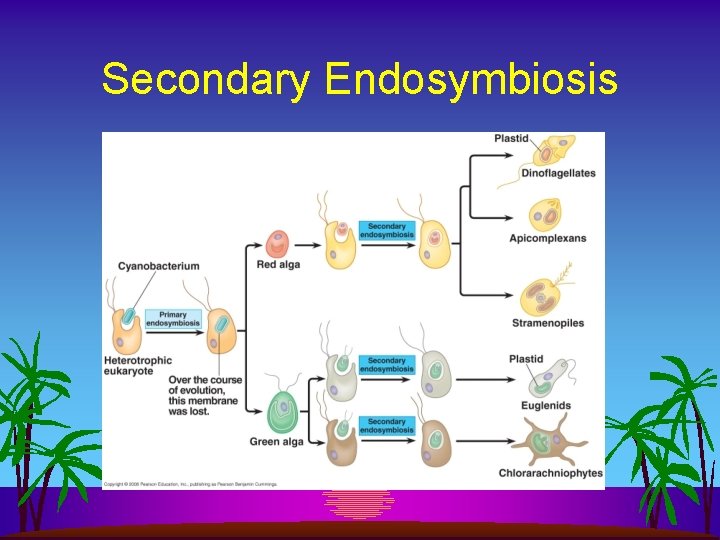 Secondary Endosymbiosis 