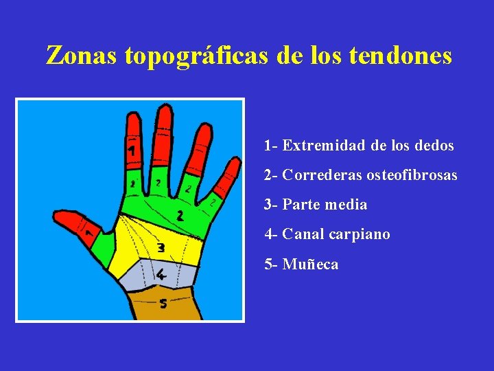 Zonas topográficas de los tendones 1 - Extremidad de los dedos 2 - Correderas