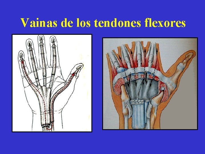 Vainas de los tendones flexores 
