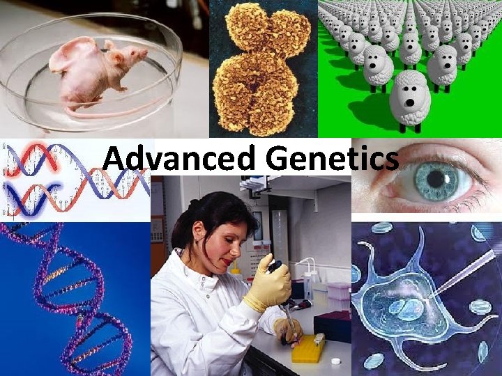 Advanced Genetics 