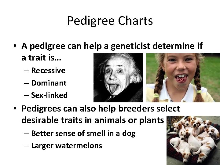 Pedigree Charts • A pedigree can help a geneticist determine if a trait is…