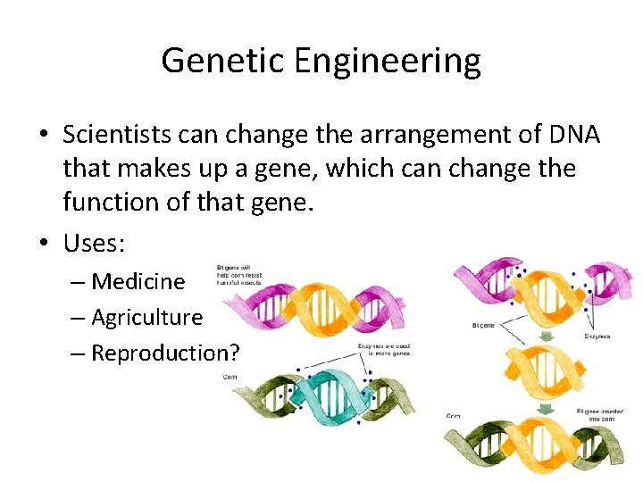 Genetic Engineering • Scientists can change the arrangement of DNA that makes up a Genetic Engineering • Scientists can change the arrangement of DNA that makes up a
