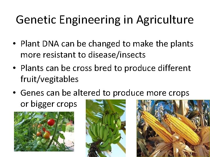 Genetic Engineering in Agriculture • Plant DNA can be changed to make the plants