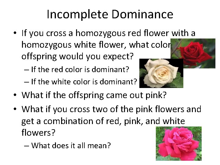 Incomplete Dominance • If you cross a homozygous red flower with a homozygous white Incomplete Dominance • If you cross a homozygous red flower with a homozygous white