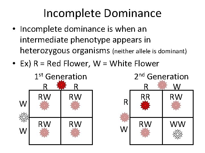 Incomplete Dominance • Incomplete dominance is when an intermediate phenotype appears in heterozygous organisms