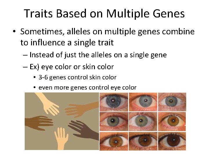 Traits Based on Multiple Genes • Sometimes, alleles on multiple genes combine to influence