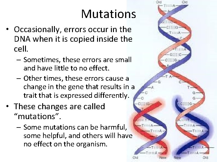 Mutations • Occasionally, errors occur in the DNA when it is copied inside the Mutations • Occasionally, errors occur in the DNA when it is copied inside the
