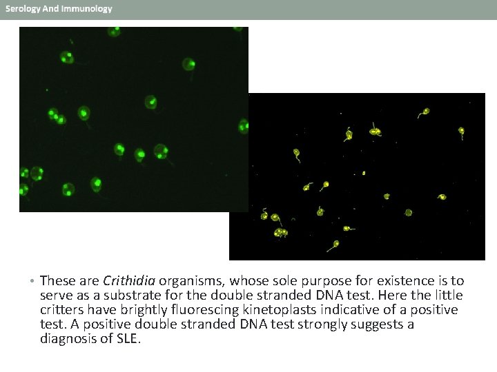  • These are Crithidia organisms, whose sole purpose for existence is to serve