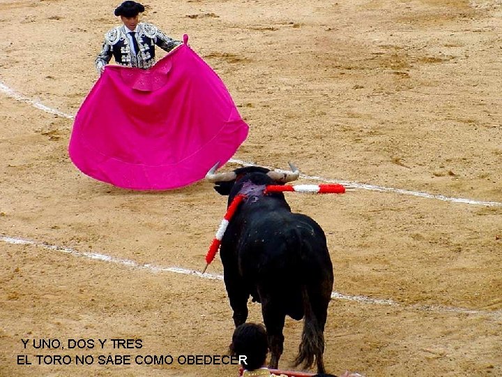 Y UNO, DOS Y TRES EL TORO NO SABE COMO OBEDECER 