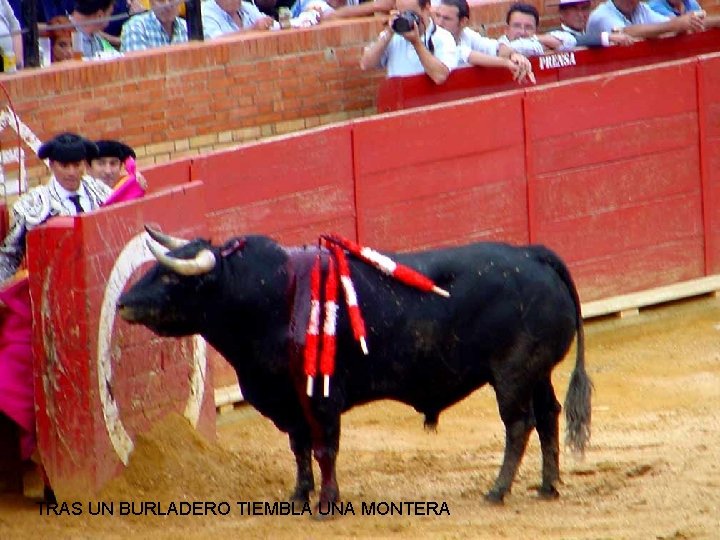 TRAS UN BURLADERO TIEMBLA UNA MONTERA 