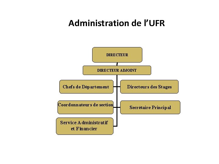 Administration de l’UFR DIRECTEUR ADJOINT Chefs de Département Coordonnateurs de section Service Administratif et