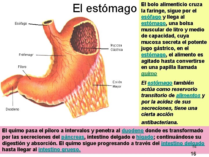 El estómago El bolo alimenticio cruza la faringe, sigue por el esófago y llega