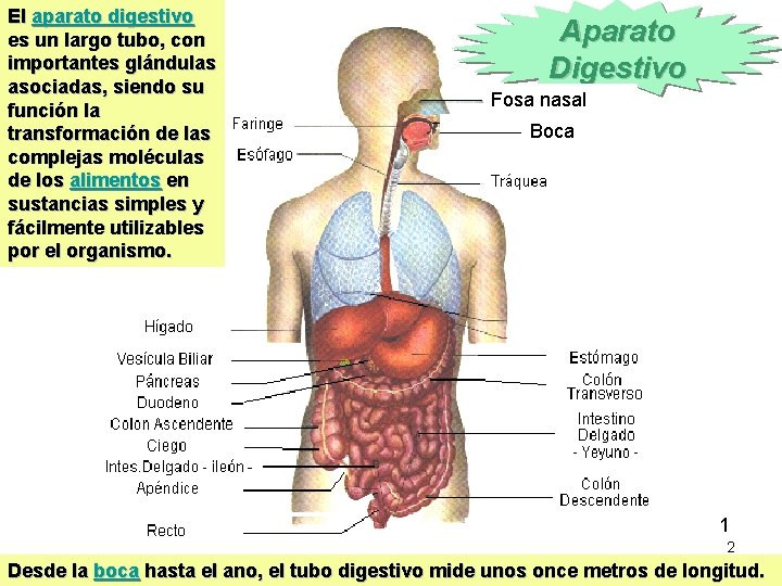 El aparato digestivo es un largo tubo, con importantes glándulas asociadas, siendo su función