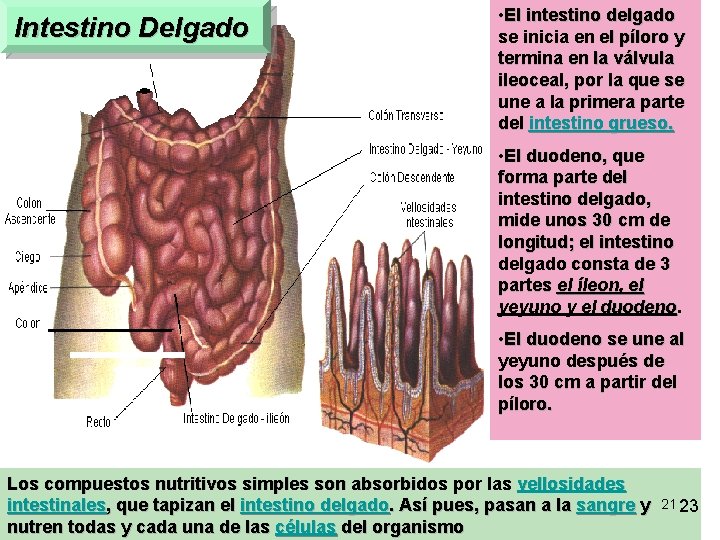 Intestino Delgado • El intestino delgado se inicia en el píloro y termina en