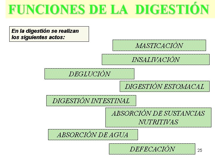 FUNCIONES DE LA DIGESTIÓN En la digestión se realizan los siguientes actos: MASTICACIÓN INSALIVACIÓN