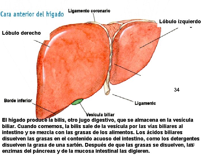 Lóbulo izquierdo Lóbulo derecho 34 El hígado produce la bilis, otro jugo digestivo, que