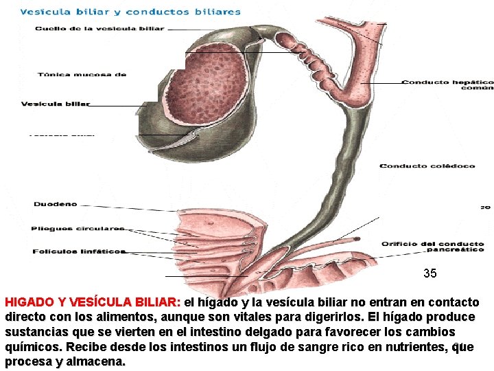 35 HIGADO Y VESÍCULA BILIAR: el hígado y la vesícula biliar no entran en