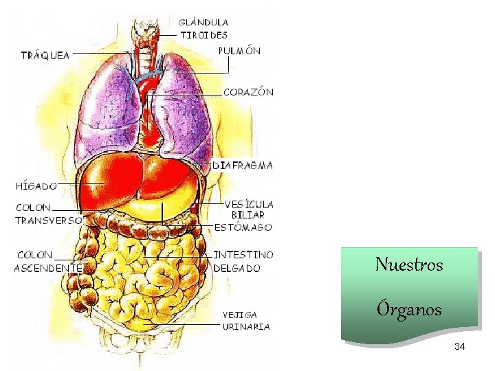 Nuestros Órganos 34 