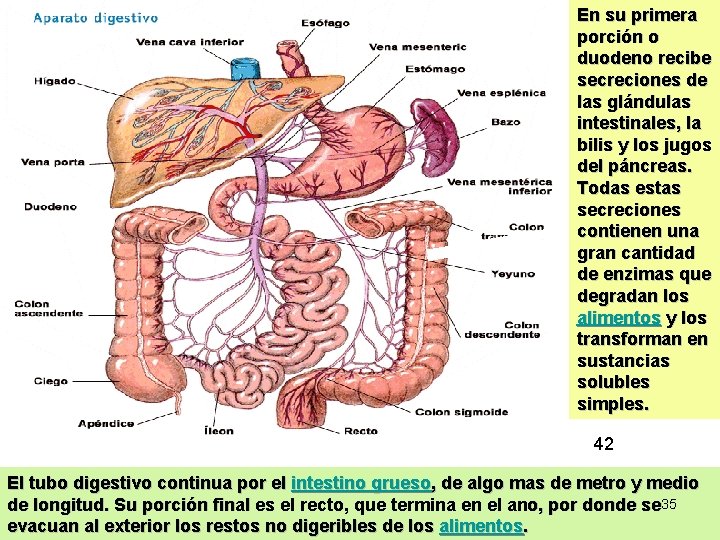 En su primera porción o duodeno recibe secreciones de las glándulas intestinales, la bilis