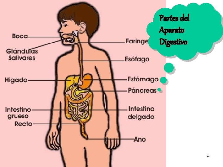 Partes del Aparato Digestivo 4 