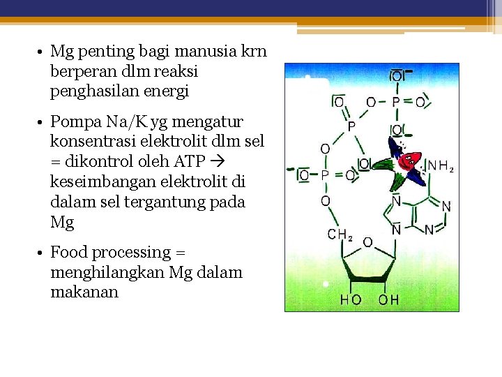  • Mg penting bagi manusia krn berperan dlm reaksi penghasilan energi • Pompa