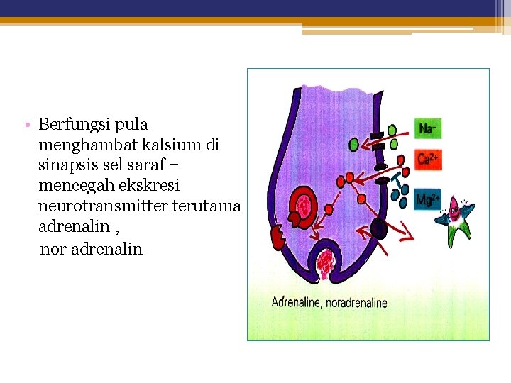  • Berfungsi pula menghambat kalsium di sinapsis sel saraf = mencegah ekskresi neurotransmitter