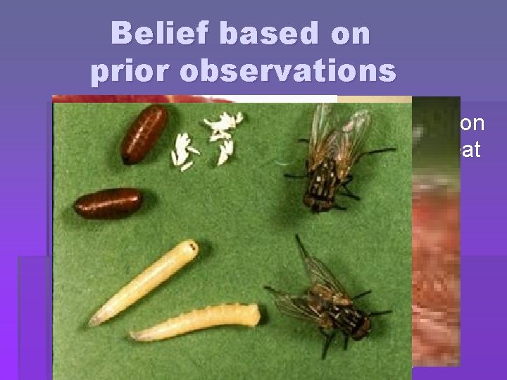 Belief based on prior observations § Redi observed that maggots appeared on meat a